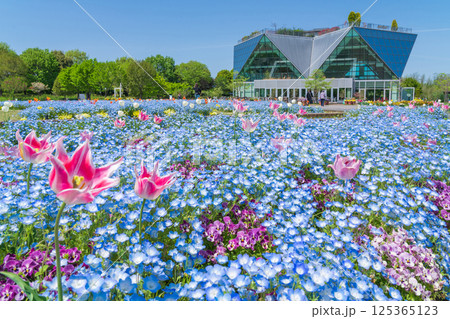 春のフラワーパーク江南、満開のネモフィラ〈愛知県江南市〉 春のフラワーパーク江南、満開のネモフィラ〈愛知県江南市〉 125365123