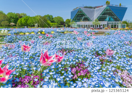春のフラワーパーク江南、満開のネモフィラ〈愛知県江南市〉 春のフラワーパーク江南、満開のネモフィラ〈愛知県江南市〉 125365124