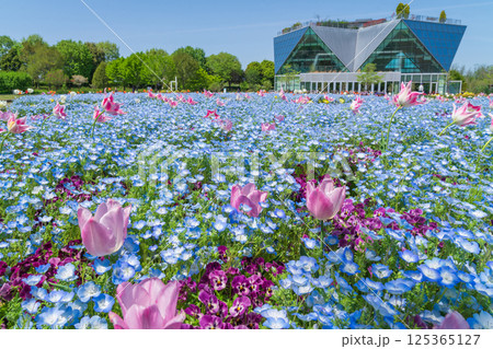 春のフラワーパーク江南、満開のネモフィラ〈愛知県江南市〉 春のフラワーパーク江南、満開のネモフィラ〈愛知県江南市〉 125365127