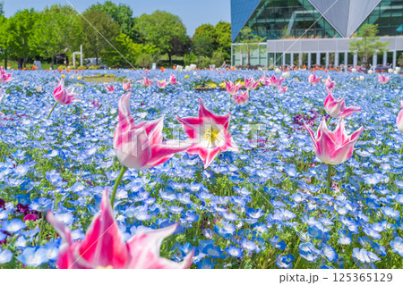 春のフラワーパーク江南、満開のネモフィラ〈愛知県江南市〉 春のフラワーパーク江南、満開のネモフィラ〈愛知県江南市〉 125365129