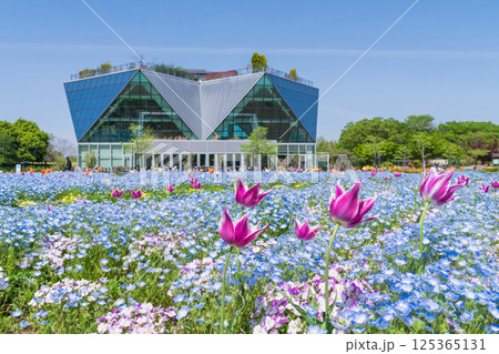 春のフラワーパーク江南、満開のネモフィラ〈愛知県江南市〉 125365131