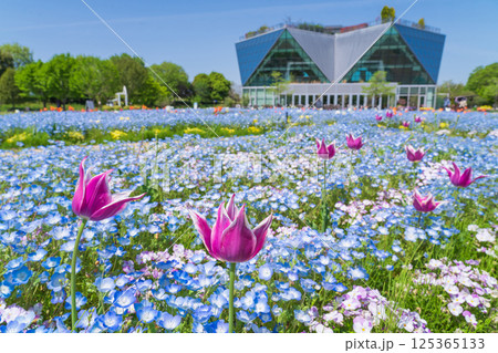 春のフラワーパーク江南、満開のネモフィラ〈愛知県江南市〉 春のフラワーパーク江南、満開のネモフィラ〈愛知県江南市〉 125365133