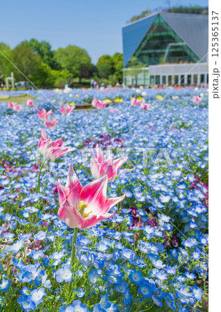 春のフラワーパーク江南、満開のネモフィラ〈愛知県江南市〉 春のフラワーパーク江南、満開のネモフィラ〈愛知県江南市〉 125365137