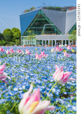 春のフラワーパーク江南、満開のネモフィラ〈愛知県江南市〉 春のフラワーパーク江南、満開のネモフィラ〈愛知県江南市〉 125365141