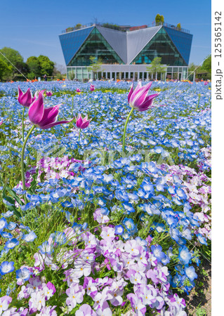 春のフラワーパーク江南、満開のネモフィラ〈愛知県江南市〉 春のフラワーパーク江南、満開のネモフィラ〈愛知県江南市〉 125365142