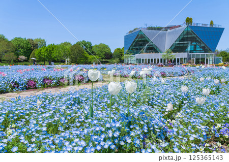 春のフラワーパーク江南、満開のネモフィラ〈愛知県江南市〉 春のフラワーパーク江南、満開のネモフィラ〈愛知県江南市〉 125365143