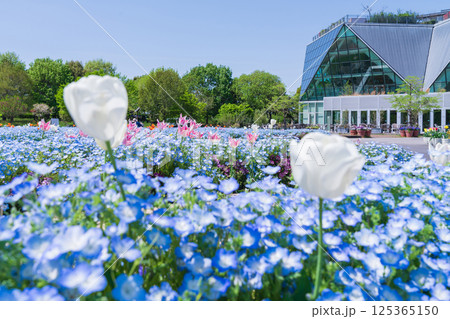 春のフラワーパーク江南、満開のネモフィラ〈愛知県江南市〉 春のフラワーパーク江南、満開のネモフィラ〈愛知県江南市〉 125365150