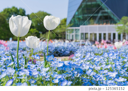春のフラワーパーク江南、満開のネモフィラ〈愛知県江南市〉 春のフラワーパーク江南、満開のネモフィラ〈愛知県江南市〉 125365152