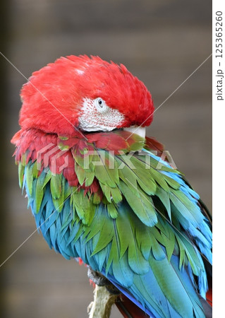 ベニコンゴウインコ 125365260
