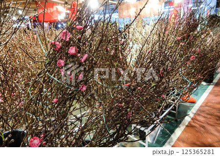 close up of Chinese New Year decoration flower Peach Blossoms in bunches being sold in the flower market at night 125365281