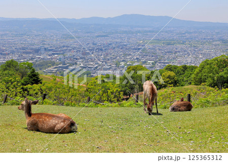 若草山にくつろぐ鹿たち 若草山にくつろぐ鹿たち 125365312
