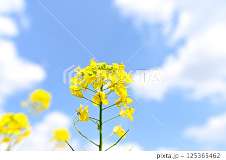 青空に向かって咲く菜の花 青空に向かって咲く菜の花 125365462
