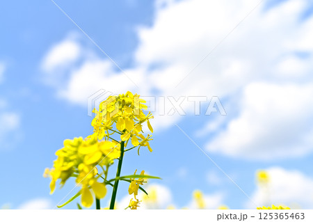 青空に向かって咲く菜の花 125365463