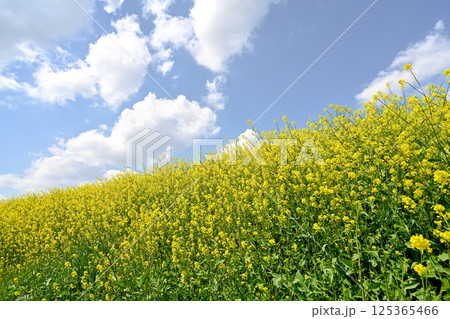 青空に向かって咲く菜の花 125365466