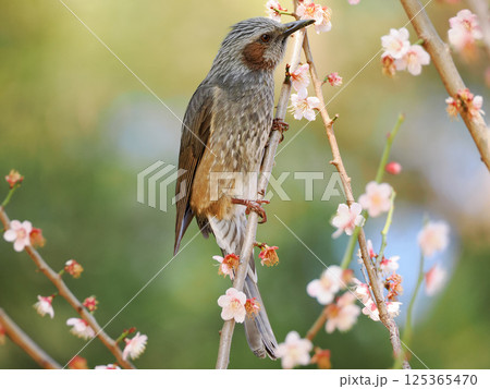 梅の花とヒヨドリ 125365470