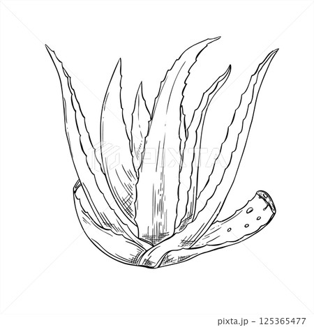 Monochrome aloe vera plant with two lower leaves cut off with drops vector isolated illustration painted by black inks. Healthy succulent for skin care branding, cosmetology, cosmetic products. Monochrome aloe vera plant with two lower leaves cut off with drops vector isolated illustration painted by black inks. Healthy succulent for skin care branding, cosmetology, cosmetic products. 125365477