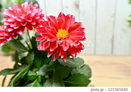 赤いダリアの花 赤いダリアの花 125365680