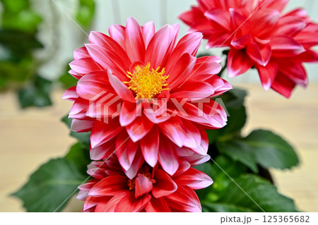 赤いダリアの花 125365682