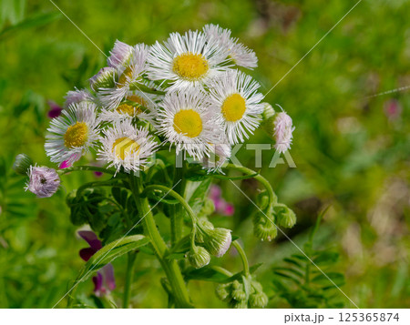 北米原産の外来種キク科ハルジオンの花 北米原産の外来種キク科ハルジオンの花 125365874
