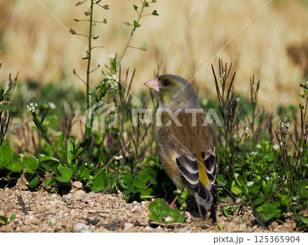 食事中のカワラヒワ 125365904