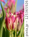 A Stunningly Beautiful and Colorful Tulip Flower in Full Bloom Captivating All Who See It 125365926