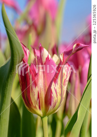 A Stunningly Beautiful and Colorful Tulip Flower in Full Bloom Captivating All Who See It 125365926