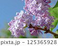 Gorgeous and Aromatic Lilac Blossoms Set Against a Bright Clear Blue Sky Expansively 125365928
