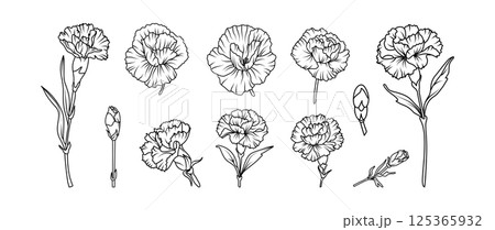 Set of hand drawn carnation flower illustration set in black and white line art style. Vector botanical drawing for tattoo, packaging, card design, and floral decor 125365932