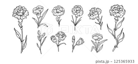 Set of hand drawn carnation flower illustration set in black and white line art style. Vector botanical drawing for tattoo, packaging, card design, and floral decor 125365933