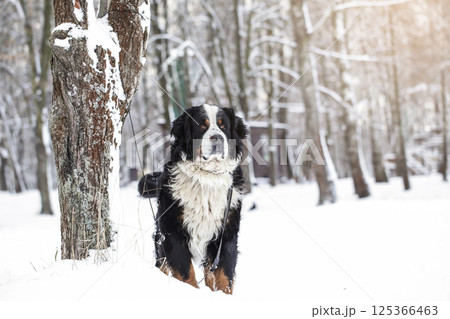 Sad Dog tied to tree in winter forest. Dog waiting for owner 125366463