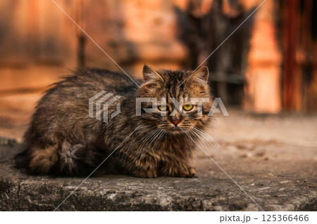 Sad Homeless ginger Cat sitting outdoor. Homeless animals. Concept help Homeless Cats Sad Homeless ginger Cat sitting outdoor. Homeless animals. Concept help Homeless Cats 125366466
