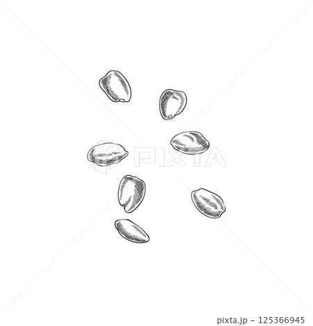 Vector black and white sketch of carob seeds, vintage hand drawn outline style. 125366945