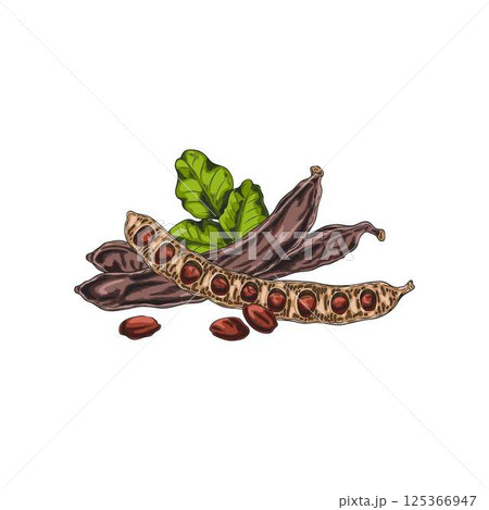 Vector illustration of watercolor sketch of carob fruit, pods, leaves and seeds. 125366947