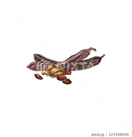 Ripe Carob pods bean with seeds and powder product vector hand drawn, natural superfood fruits sketch, sweetener plant 125366950