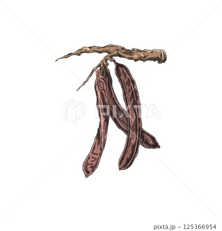 Vintage watercolor sketch of carob branch with pods, hand drawn vector illustration. Vintage watercolor sketch of carob branch with pods, hand drawn vector illustration. 125366954