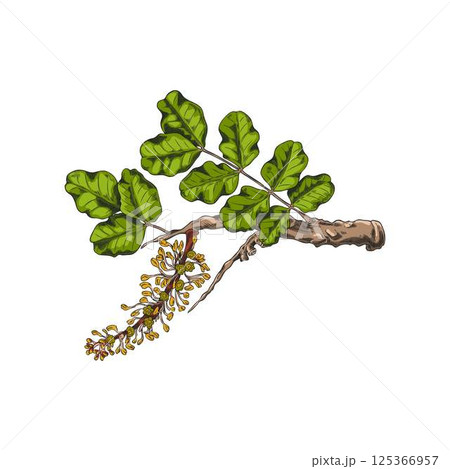 Carob twig with green leaves and flowers vector sketch, tropical cultivated plant, summer garden blossom tree foliage Carob twig with green leaves and flowers vector sketch, tropical cultivated plant, summer garden blossom tree foliage 125366957
