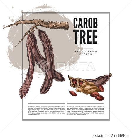 Carob tree bean pods on stem, seeds and powder product sketch, hand drawn vector label design, superfood sweetener plant 125366962