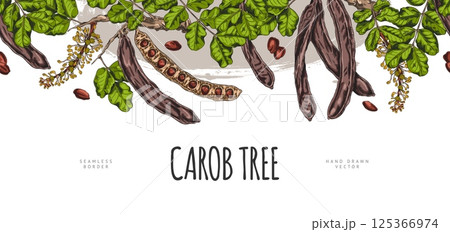 Carob tree bean pods on stem with seeds, leaves and flowers sketch vector seamless border design, hand drawn superfood 125366974