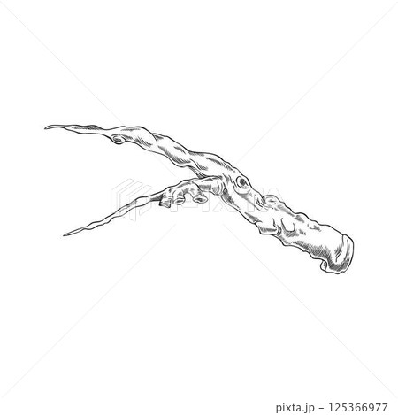 Carob plant stalk piece vector ink sketch, hand drawn engraved twig farm or wild tree stem, stick or twig isolated Carob plant stalk piece vector ink sketch, hand drawn engraved twig farm or wild tree stem, stick or twig isolated 125366977