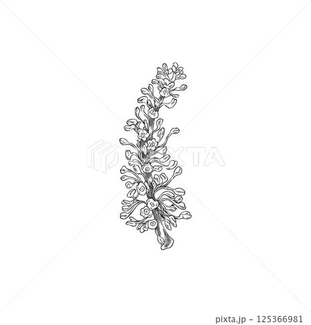 Vector illustration of black and white sketch of branch with carob flowers, hand drawn. Vector illustration of black and white sketch of branch with carob flowers, hand drawn. 125366981