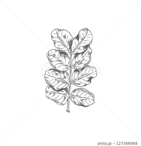 Moringa oleifera leaves vector ink sketch, tropical cultivated plant, Asian herb, engraved hand drawn botanical design 125366988