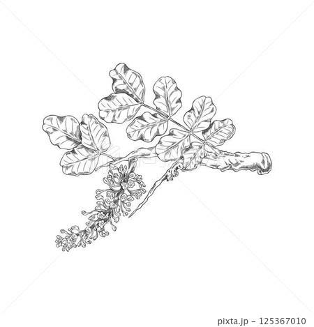 Vector pencil sketch of carob tree branch with leaves and flowers. Vector pencil sketch of carob tree branch with leaves and flowers. 125367010