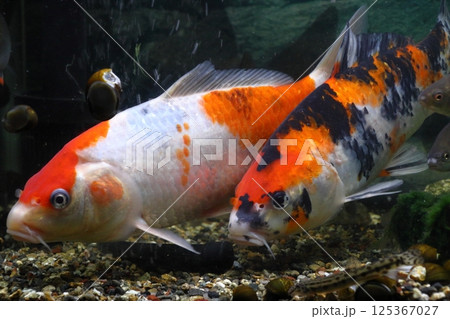 新潟のニシキゴイ（錦鯉） 125367027