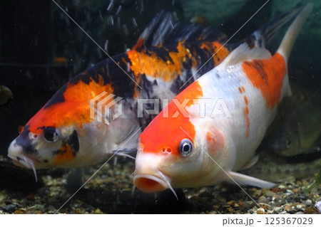 新潟のニシキゴイ（錦鯉） 125367029