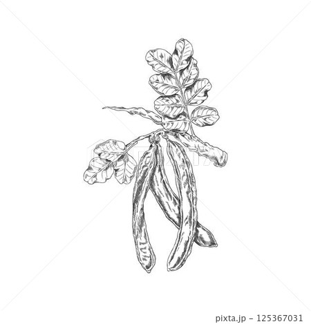 Vector black and white sketch of carob tree branch with leaves and pods, hand drawn. 125367031