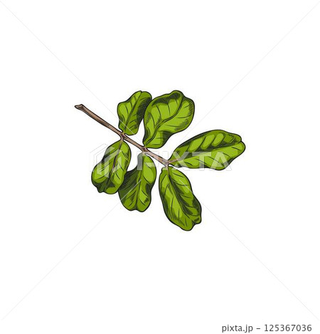 Carob leaves vector hand drawn illustration, tropical cultivated plant, summer garden tree foliage, Asian herb sketch Carob leaves vector hand drawn illustration, tropical cultivated plant, summer garden tree foliage, Asian herb sketch 125367036
