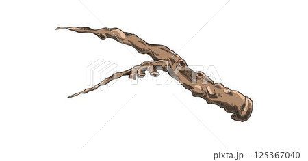 Carob plant stalk piece sketch vector icon, hand drawn brown twig farm or wild tree stem, stick or twig isolated 125367040