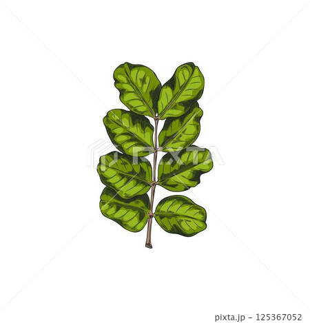 Carob green leaves vector sketch, tropical cultivated plant, summer garden tree foliage, Asian herb hand drawn design Carob green leaves vector sketch, tropical cultivated plant, summer garden tree foliage, Asian herb hand drawn design 125367052