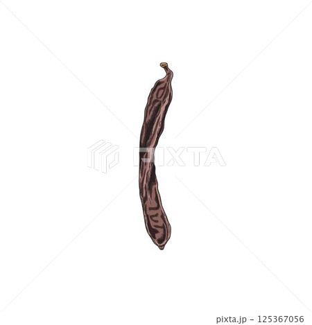 Ripe Carob pod bean natural superfood sketch vector icon, hand drawn organic dessert ingredient sweetener plant 125367056