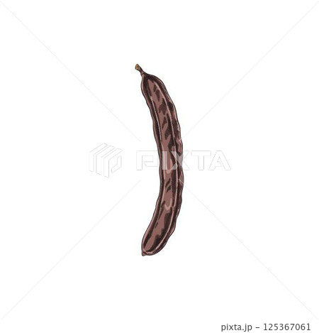 Carob pod bean vector hand drawn illustration, ripe natural superfood sketch, organic dessert ingredient sweetener plant 125367061